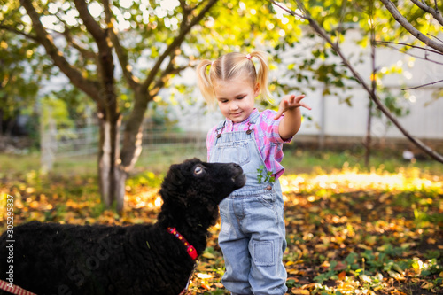 Little blonde toddler girl with two braids playing and feeding domestic black sheep