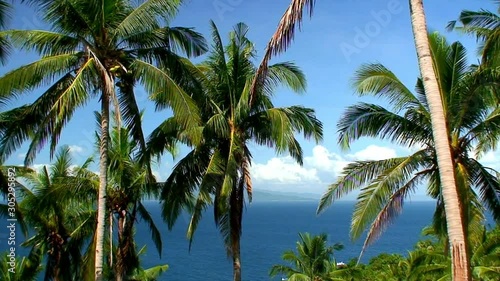 Wallpaper Mural Coconut palm trees under a clear deep blue sky in the Philippines Torontodigital.ca