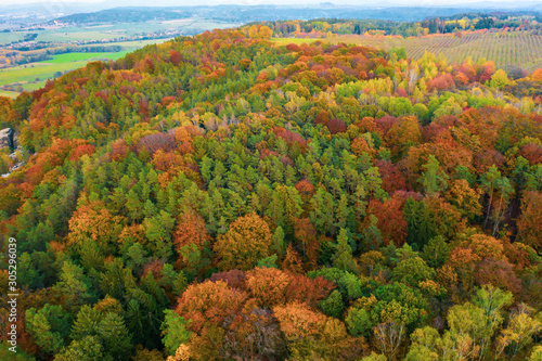 Autumn colorful trees at sunrise aerial view