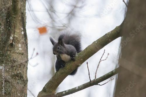 European brown squirrel in winter coat on a branch in the forest © were