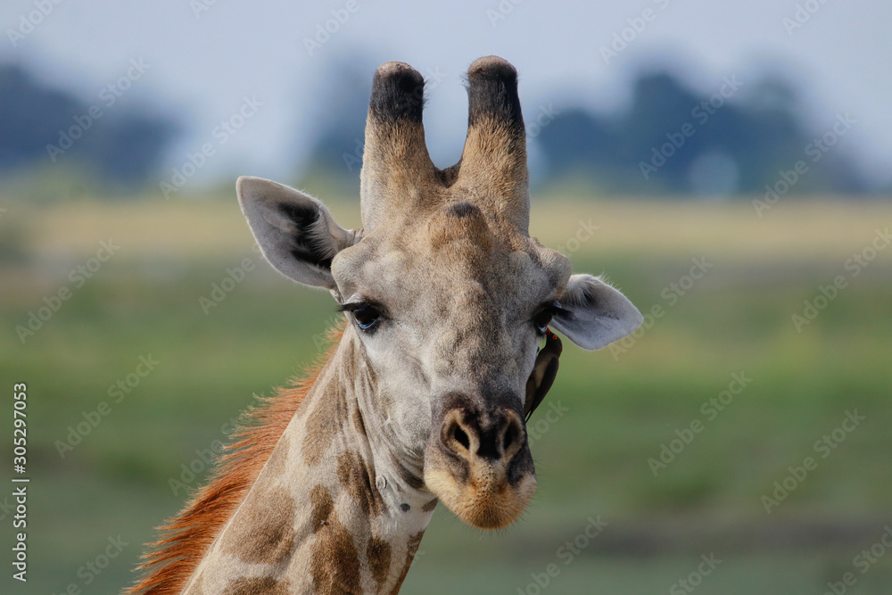 Girafe