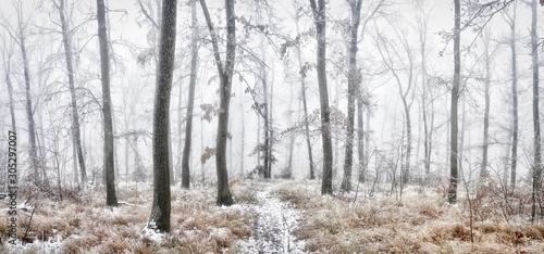 Forest covered with glaze ice,snow and rime during foggy conditions. Oak trees, woodland, winter landscape. Can be used as christmas image. Panoramic image. .