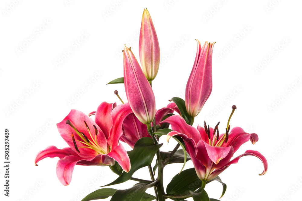 Pink lily flowers isolated over white background