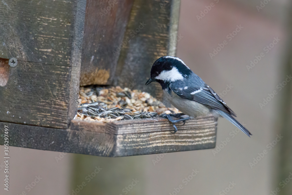 Naklejka premium Coal Tit on a branch