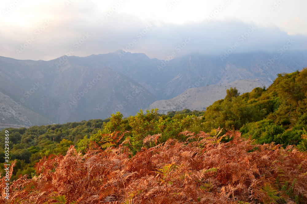 Fototapeta premium Albanian landscape with fern, olive trees and mountains.