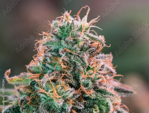Принти на полотні HDR close up shot of a cannabis plant blossom