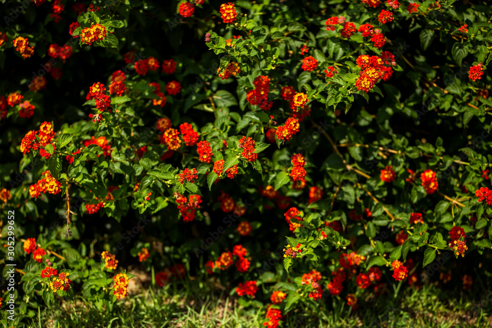 The Bush Lantana Camara cultivar