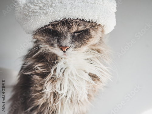 Fototapeta Naklejka Na Ścianę i Meble -  Young, charming kitty in a white wool hat sitting on step on a sunny, spring morning. Close-up, isolated background. Studio photo. Concept of care, education, training and raising of animals