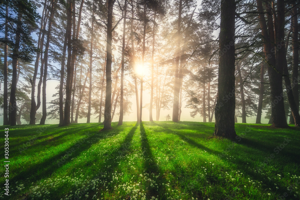 Forest landscape and morning fog in spring