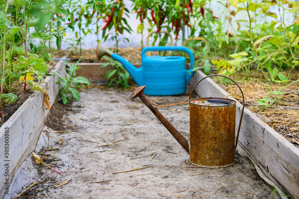 Rusty Watering Can and blue plastic can inside greenhouse Rusty Watering Can and blue plastic can inside greenhouse