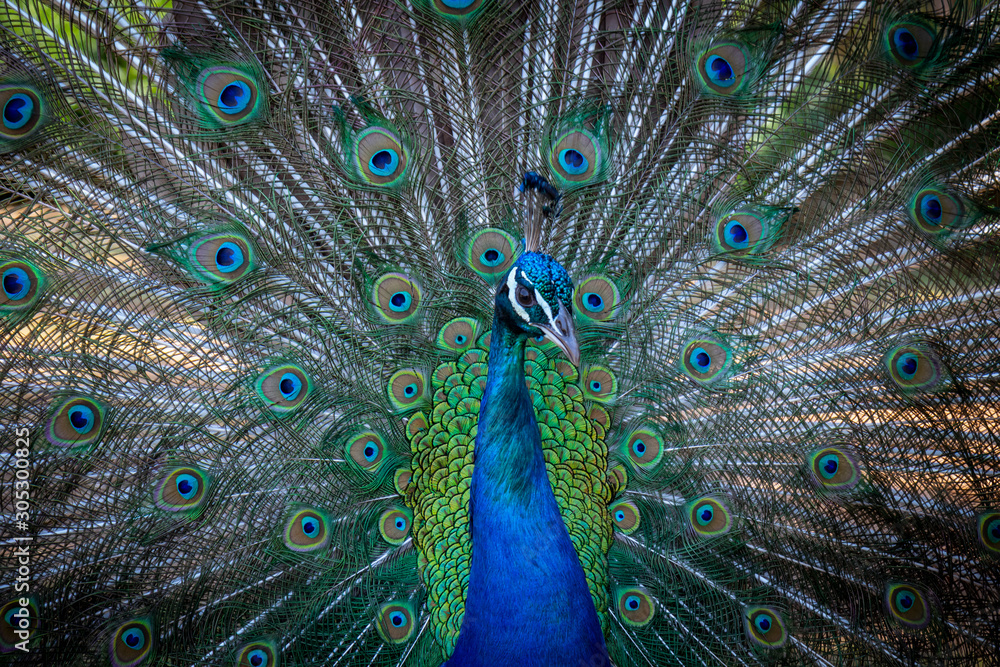 Obraz premium peacock flared tail feathers blue peafowl beautiful bird of the wildlife nature