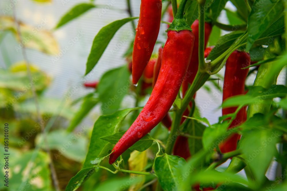 Chili peppers in the greenhouse. Homegrown organic food, chili peppers ripening in garden. Chili peppers in the greenhouse. Homegrown organic food, chili peppers ripening in garden.