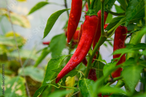 Chili peppers in the greenhouse. Homegrown organic food, chili peppers ripening in garden.