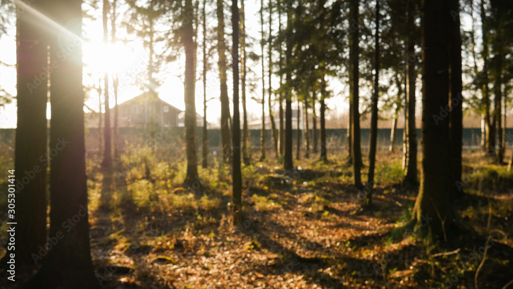 Ray of light wading through the green forest. Ray of light wading through the green forest.