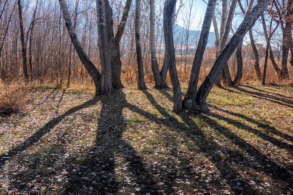Fototapeta premium Trees and Shadows