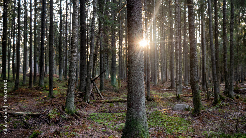 Fototapeta premium Ray of light wading through the green forest.