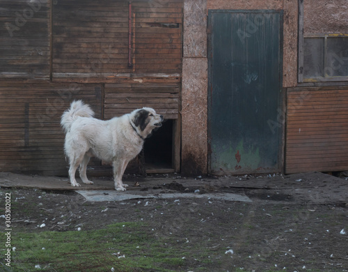 White flufy watchdog dog on chain standing in the yard of wooden shabby house. Muted color, vinage look. photo