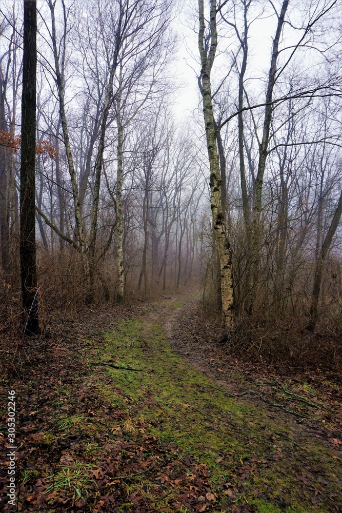 Fog in the Forest Fog in the Forest