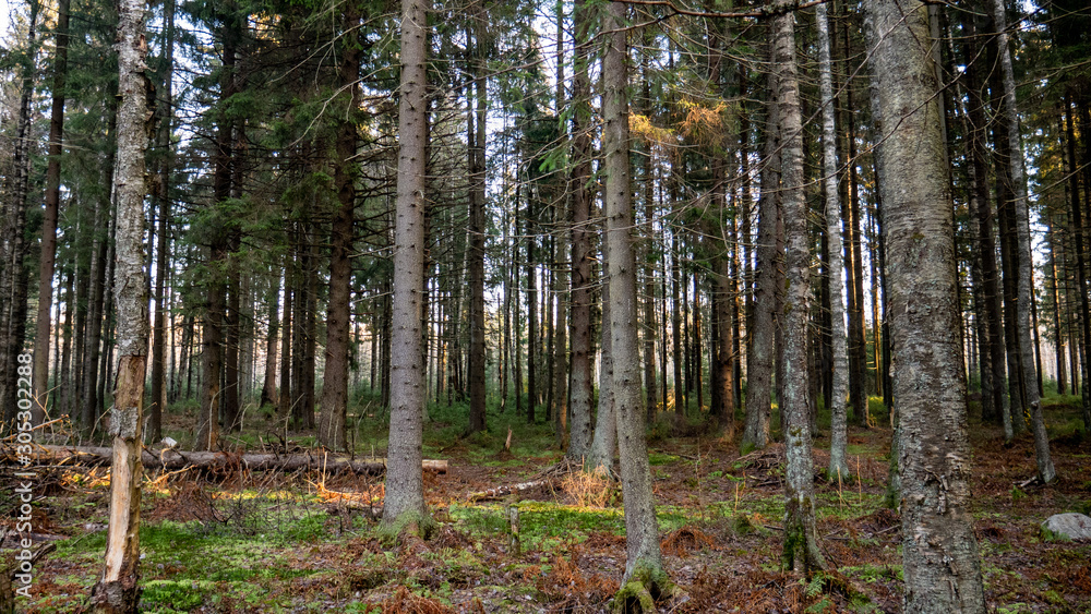 Fototapeta premium Natural forest of spruce and deciduous forest.