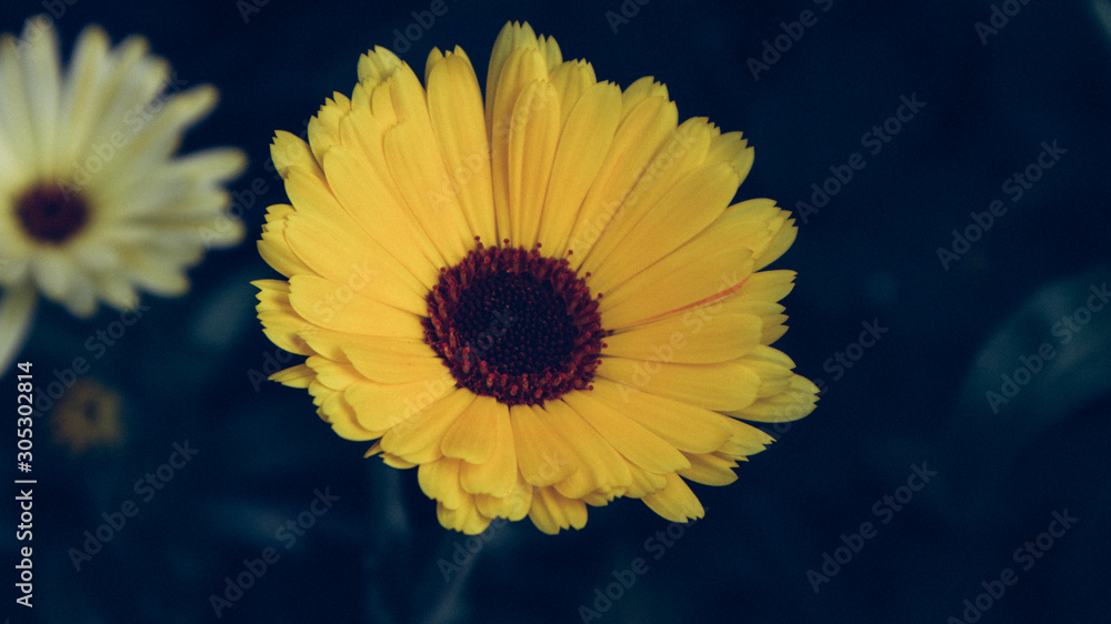 Obraz premium Ringelblume