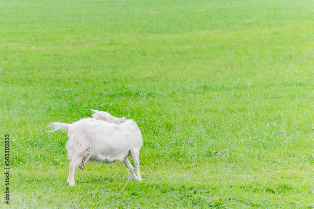 Obraz premium White goat grazing in the field