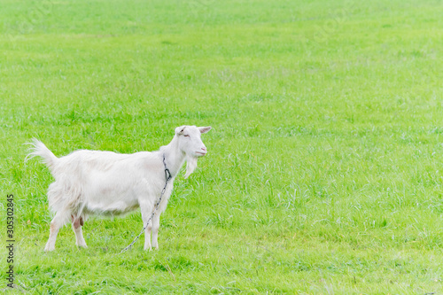 White goat grazing in the field