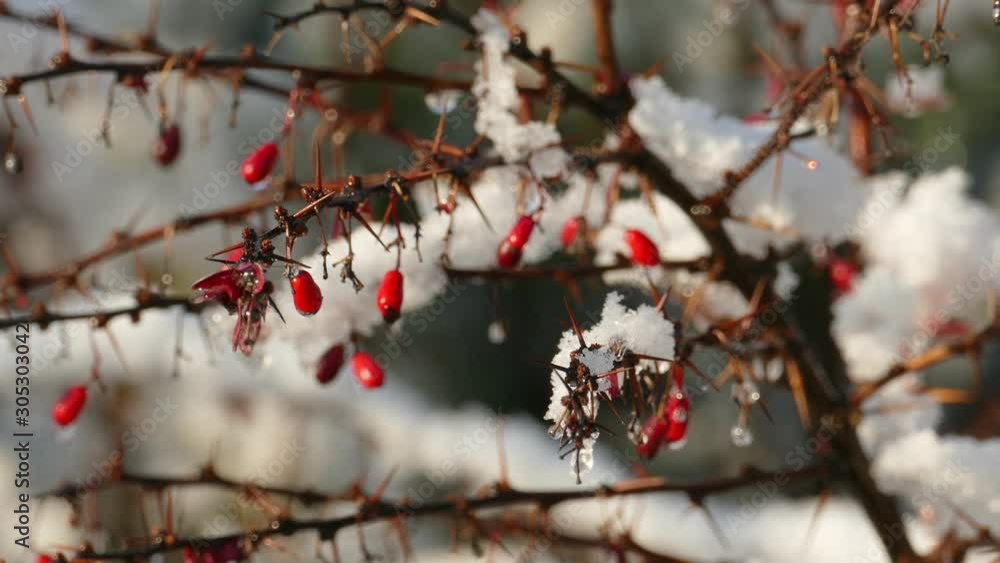 Slow melting first snow on Ripe Red Barberry beries in late autumn Slow melting first snow on Ripe Red Barberry beries in late autumn