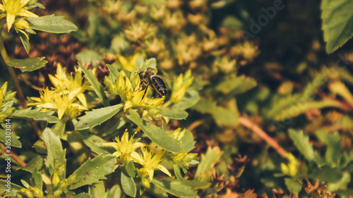 Wildbiene auf Blüte photo