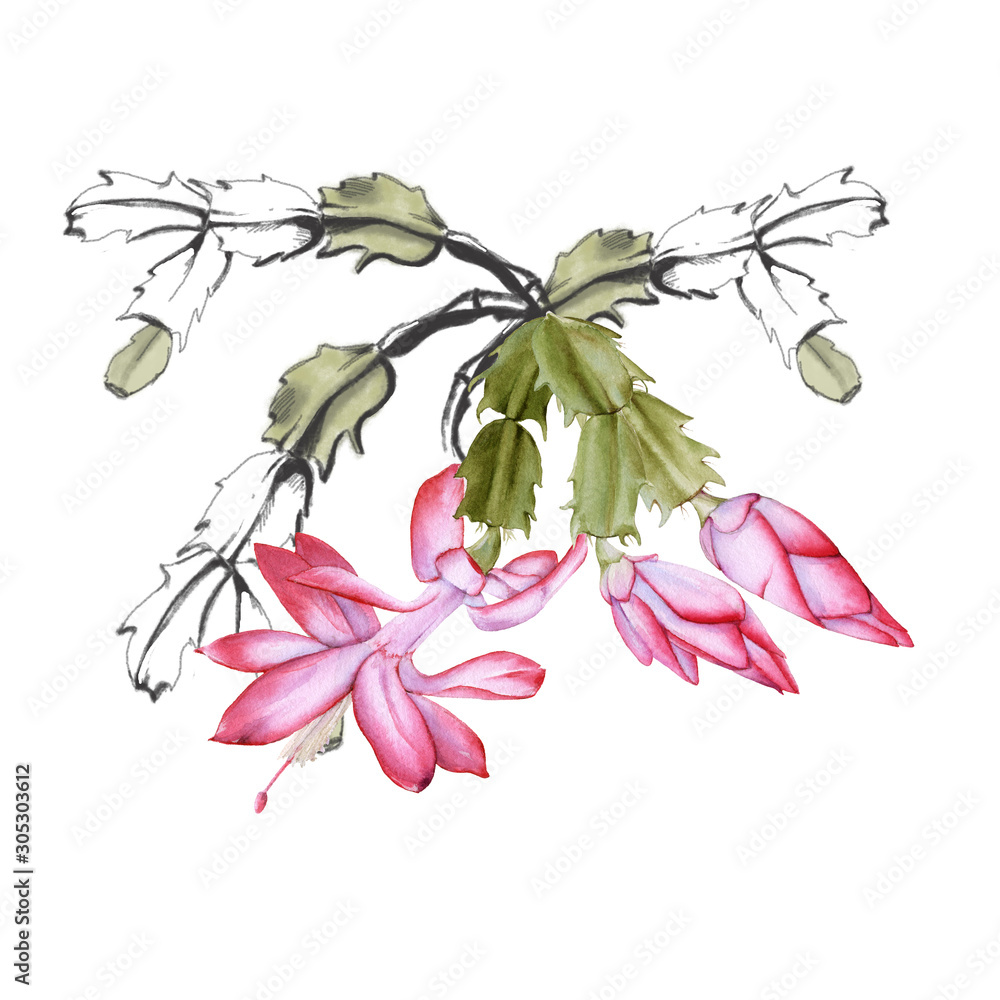 Blooming cactus schlumbergera. Isolated on a white background. Blooming cactus schlumbergera. Isolated on a white background.
