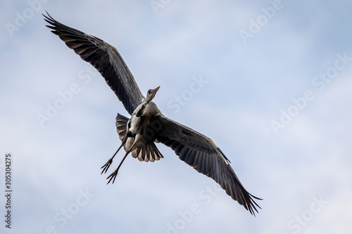 great blue grey heron in flight with huge spreaded wings and blue backgraound