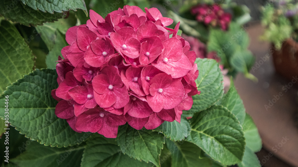 pinke Hortensie