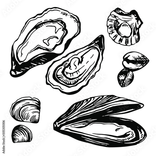 Graphic mussels, oysters and mollusk drawn in sketch style. Sea and ocean food isolated on white background. Ingredients for seafood menu.