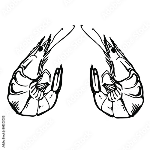 Sketch Vector vintage shrimp drawing. Hand drawn monochrome seafood illustration. 