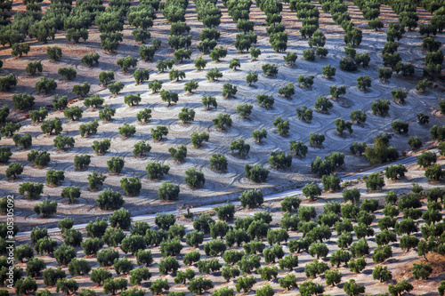 Olive trees in Andalusia, Spain