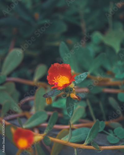 red and yellow flower