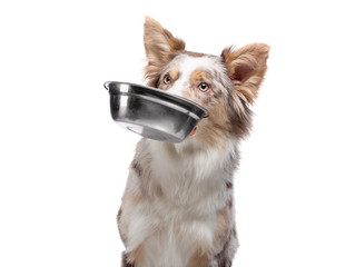 dog holds a bowl for food in his teeth. healthy food for pets. Border Collie on a white background.