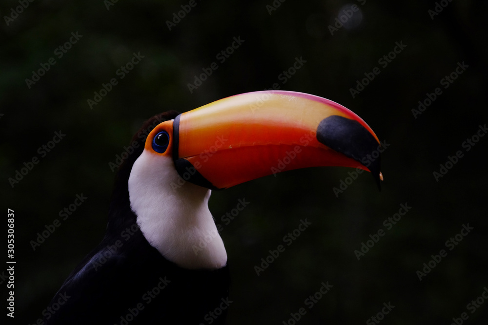 Naklejka premium Brazilian Toucan displaying colourful beak