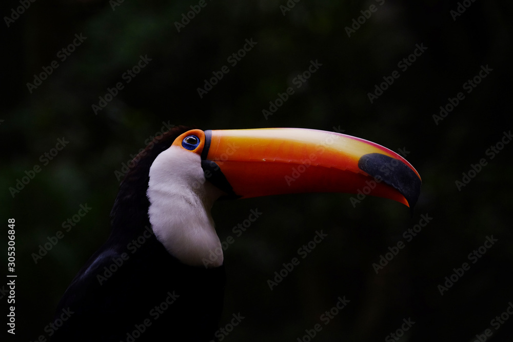 Naklejka premium Brazilian Toucan displaying colourful beak