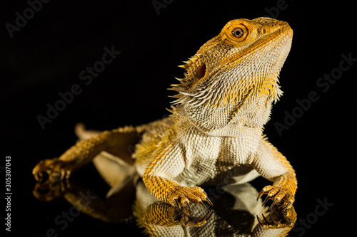 Agama bearded dragon reptile on black background
