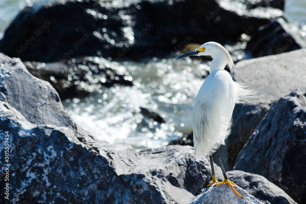 Egret standing on a rock with waves crashing around it Egret standing on a rock with waves crashing around it
