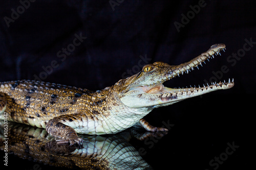 Fresh water crocodile - native animal in northern Australia, studio © Martin Valigursky