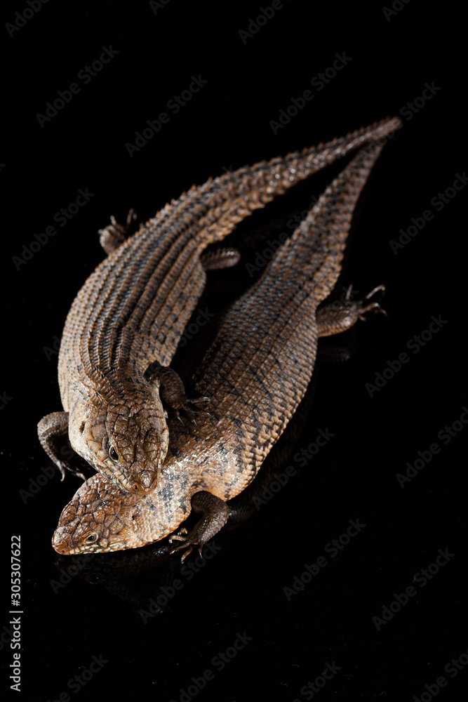 Pair of Cunningham skinks - Egernia cunninghami - skink species, Australia