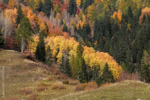 colori d autunno  bosco misto a Bellamonte  Trentino