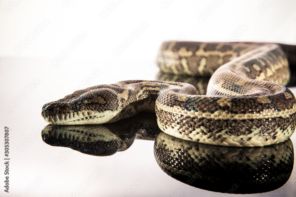 Royal Python, or Ball Python (Python regius) Royal Python, or Ball Python (Python regius)