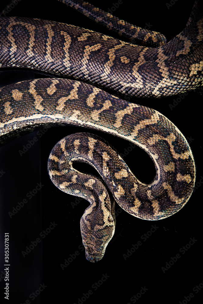 Royal Python, or Ball Python (Python regius) Royal Python, or Ball Python (Python regius)