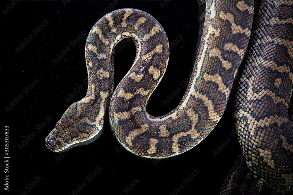Royal Python, or Ball Python (Python regius) Royal Python, or Ball Python (Python regius)