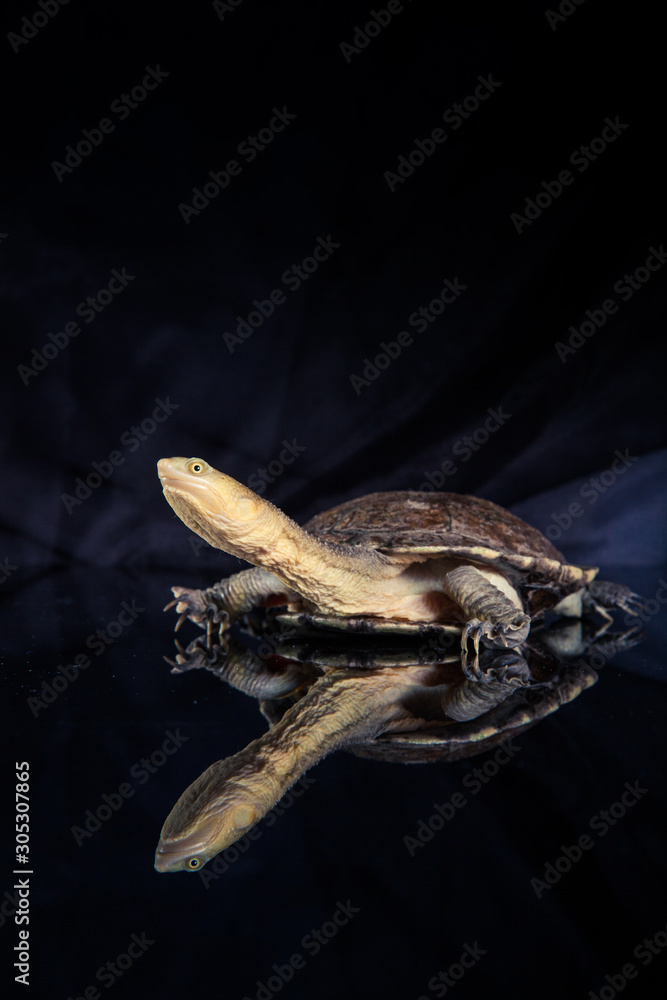 Naklejka premium Australian eastern long-necked turtle in heavy rain on black mirror