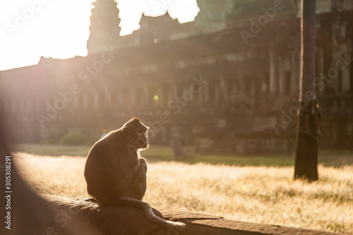 Photography Macaque monkey in Angkor Wat