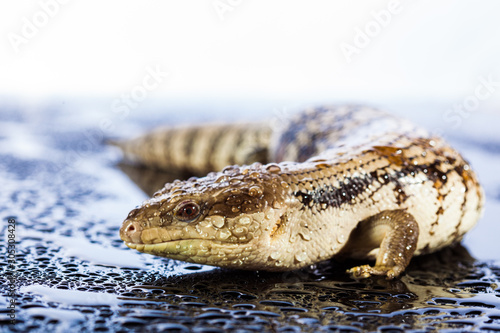 Black blue tongued lizard in wet dark shiny environement photo