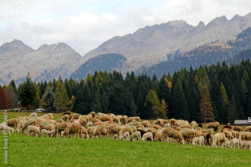 pecore a Bellamonte, sotto la catena del Lagorai (Val di Fiemme, Trentino)